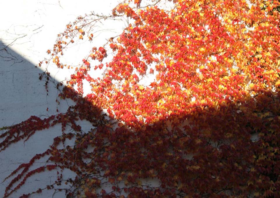 DRWA Das Rudel Werbeagentur Freiburg > Agentur für mediale Kommunikation > Insights > Heißer Herbst